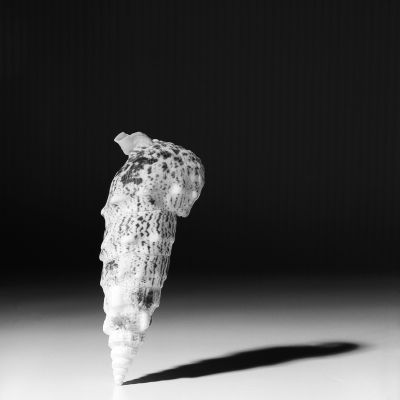 muschel_IMG_2585.jpg - 