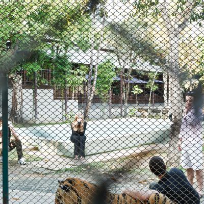 tiger taking it easy for now... - 