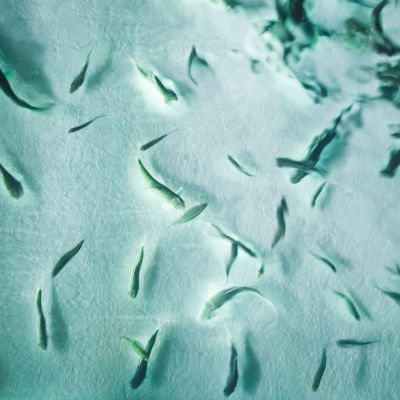 doctor fish waiting for next patient... - 